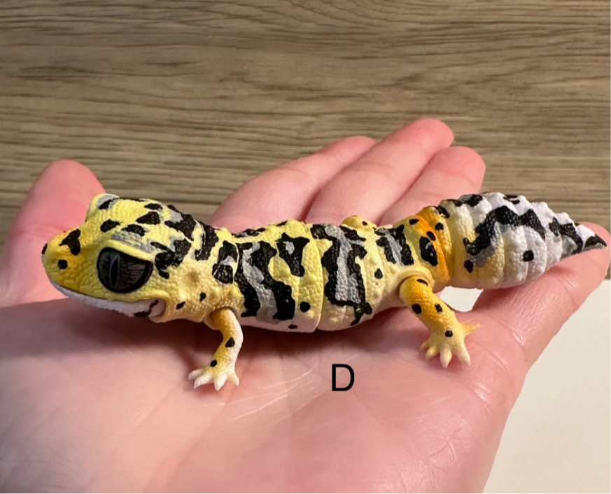 Bearded Lizard Gecko Figurines