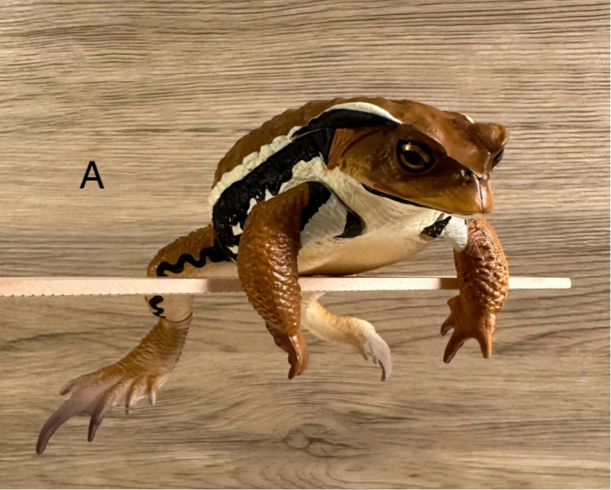 Japanese Azuma Toad