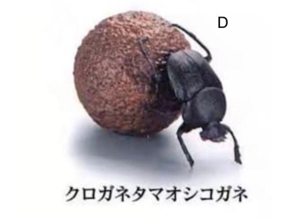 1:1 Dung Beetle Figurines