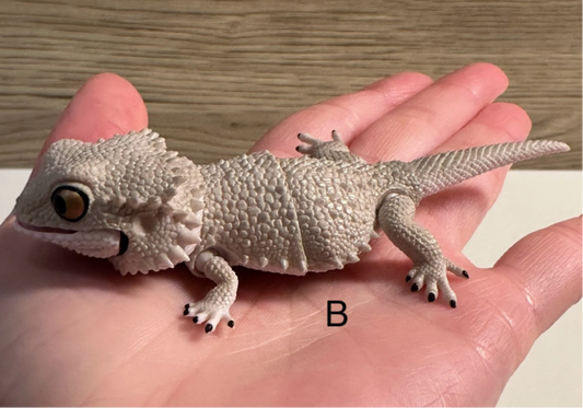 Bearded Lizard Gecko Figurines