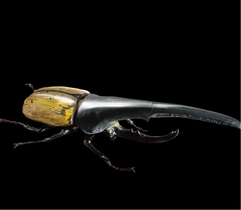 1:1  Hercules Beetle Figurines