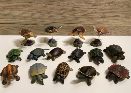 Rare Reptiles Turtles