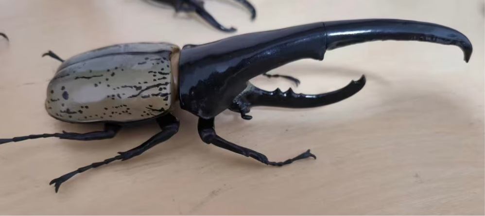 1:1  Hercules Beetle Figurines