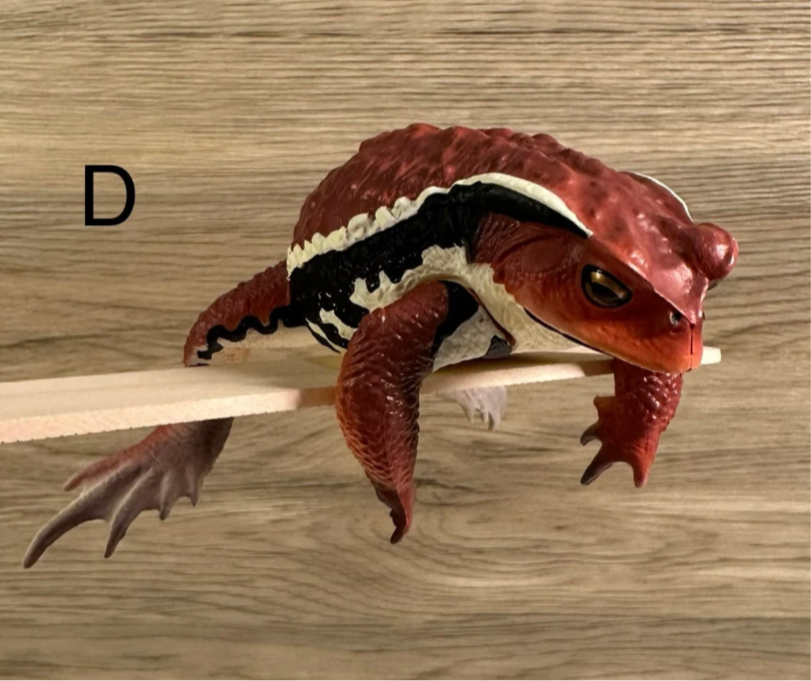 Japanese Azuma Toad